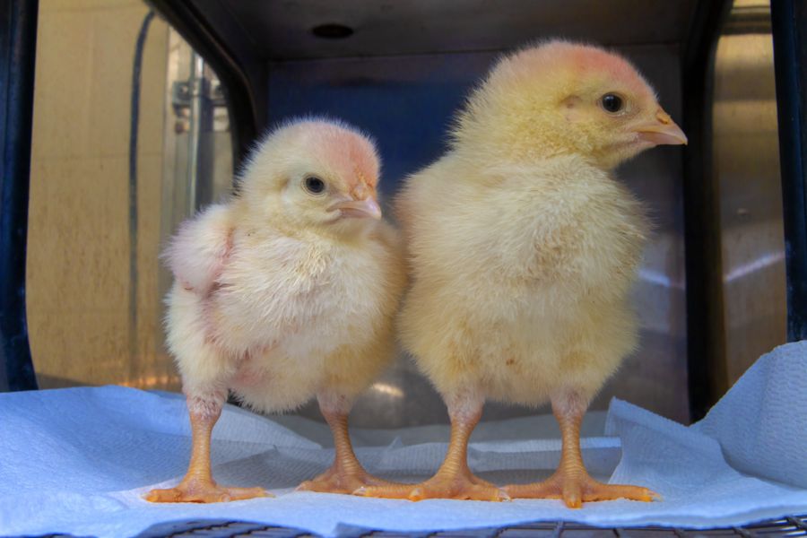 CAES Faculty Part of $10 Million Poultry Research Project