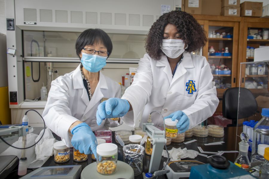The sweet smell of safe grain: Can essential oils protect organic cereal grains during storage?