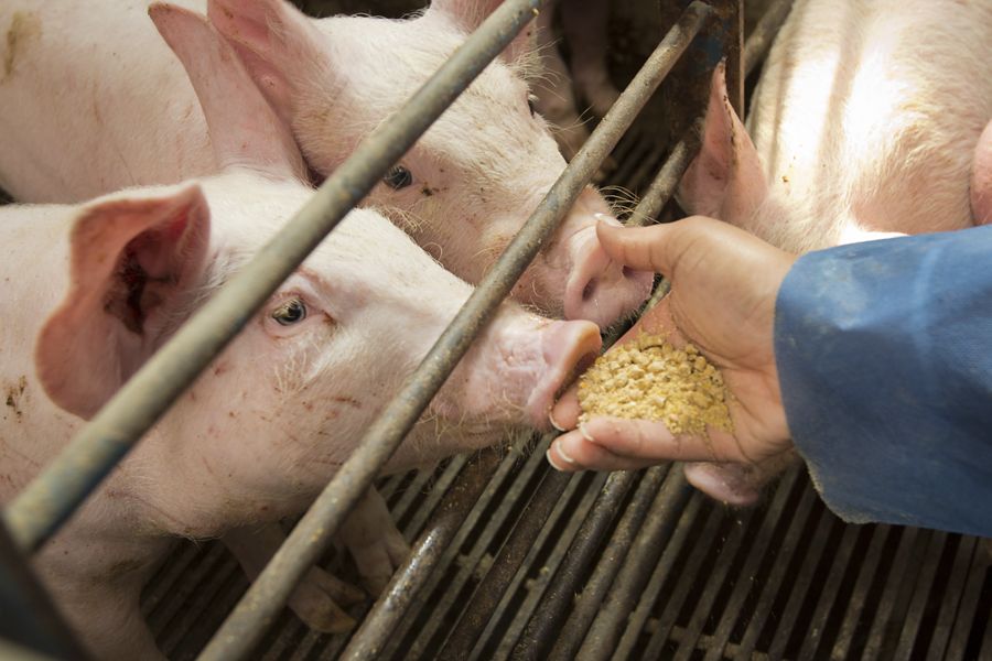 Safe livestock handlers, safe food supply