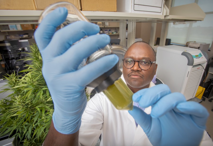 A Clean Sweep:  Can hemp, mushrooms fight COVID on surfaces?