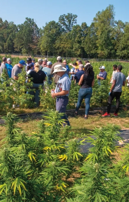 Group of people gathered in a field of hemp plants, with various individuals observing and discussing the plants. The crowd includes people in casual attire, some with hats and sunglasses, standing amidst rows of green hemp plants under a sunny sky, with a tree-lined background.