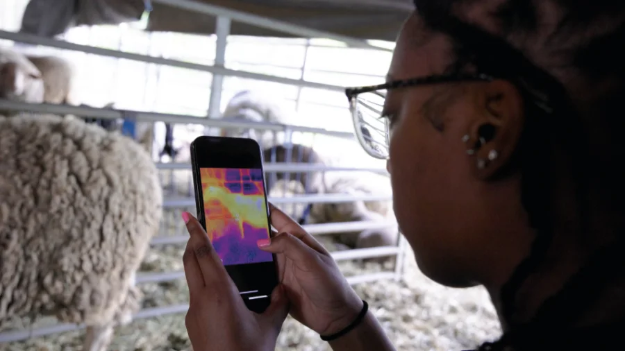Makenzie Harrison holding a smartphone with an infrared thermal imaging display, aimed at a sheep in a pen. The infrared screen shows temperature variations in vibrant colors. She stands focused, with a sheep and metal fencing visible in the background.