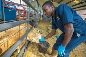 Graduate student Sola Ikuejamoye Omotore, dressed in blue coveralls and gloves, feeding a Florida Cracker sheep through a metal fence in an agricultural facility. He holds a feed bucket and bends down to interact closely with the sheep, who appears calm and receptive. The background includes hay and livestock equipment.