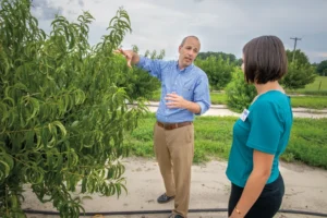 Mark Blevins, Ph.D., the assistant administrator for Extension at North Carolina A&T State University, gestures toward a peach tree while speaking to a woman in a green blouse during a field visit. He is wearing a blue checkered shirt and beige pants, and the scene takes place in an orchard with rows of trees and greenery in the background.