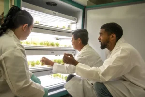 A scientist and two students, all wearing white lab coats, examine plant samples growing in glass containers inside a controlled-environment growth chamber. The scientist, in the center, gestures towards the plants while explaining something. One student, wearing gloves, listens attentively, while the other student leans in with an engaged expression. The chamber's shelves are illuminated, showcasing rows of young green plants.