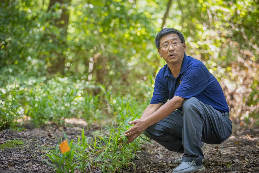 Ginger Takes Root in Carolina Soil