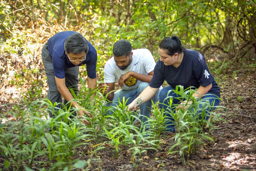 A scientist and two students examine ginger plants in a forested research area. The scientist, wearing a navy blue polo shirt and glasses, bends down to inspect the plants. One student, wearing a white T-shirt with a yellow logo, crouches beside him, observing closely. The other student, wearing a black 